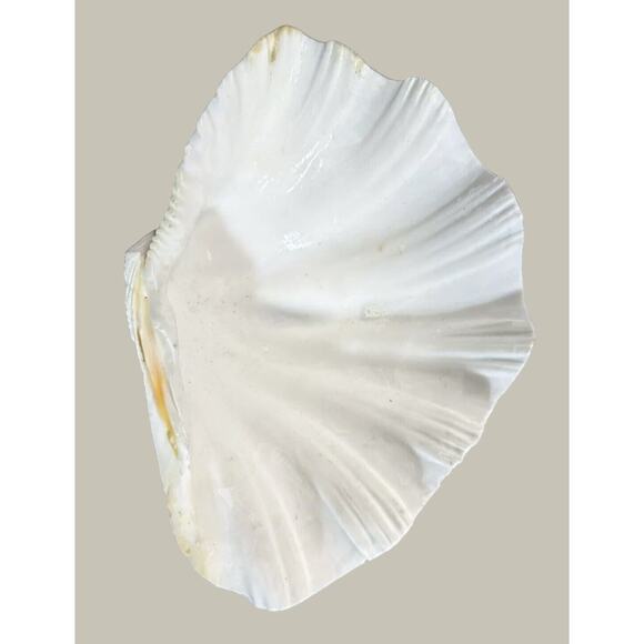 Seashells 2 Large & 2 Smaller Ones Estate Sale Find Very Beautiful - Lot Of 4 - Picture 9 of 16